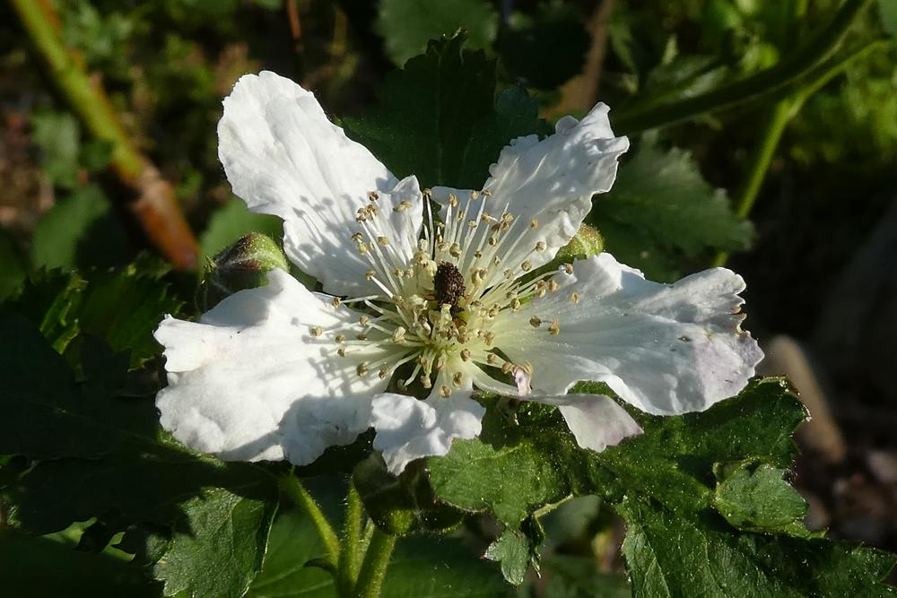 Photo of Thornless Blackberry (Rubus 'Arapaho') uploaded by LoriMT