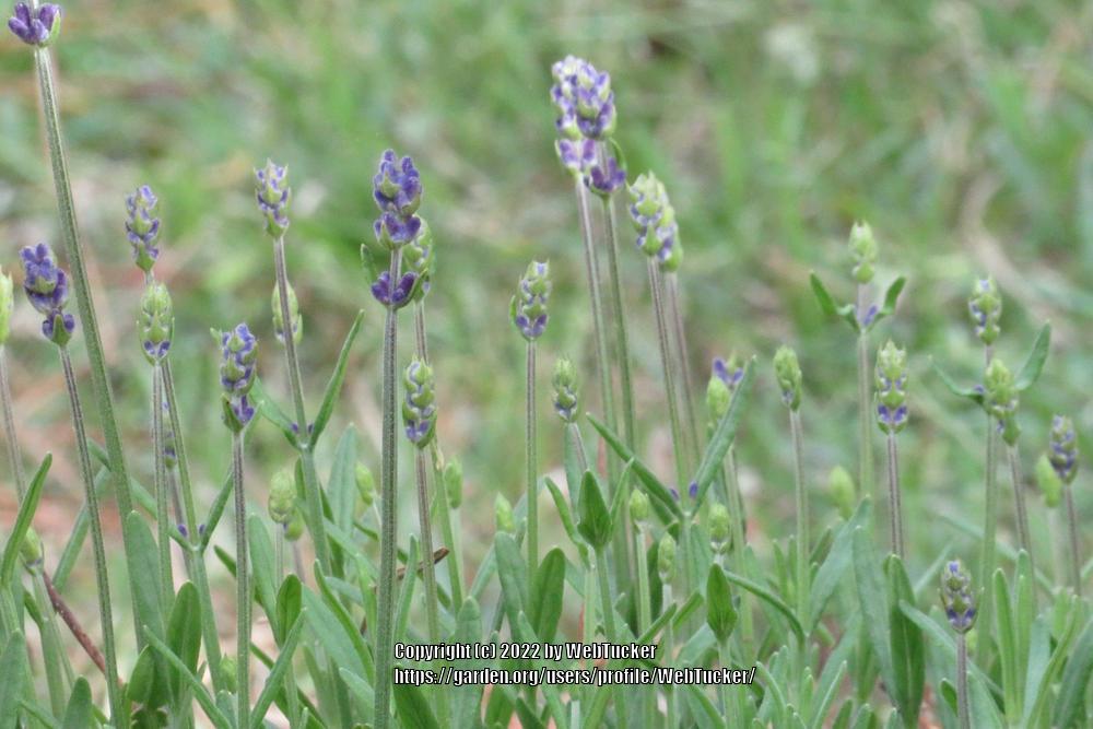 Photo of Lavenders (Lavandula) uploaded by WebTucker