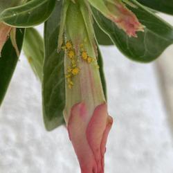 Location: Tampa, Florida
Date: 2022-04-22
Aphids on one of the buds of ‘Pink Pearl’.