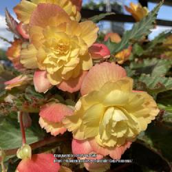 Location: Tampa, Florida
Date: 2022-04-23
Beautiful begonia at our local store.