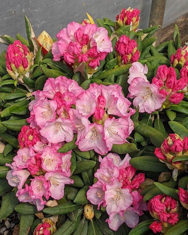 Photo of Rhododendron (Rhododendron yakushimanum 'Ken Janeck') uploaded by Joy