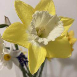 
Date: 2022-04-24
love this daffodil, the yellow is soft and bright
