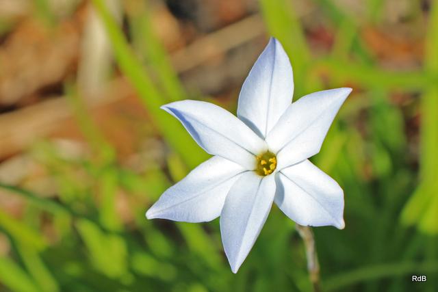 Photo of Spring Starflower (Ipheion uniflorum) uploaded by RuuddeBlock