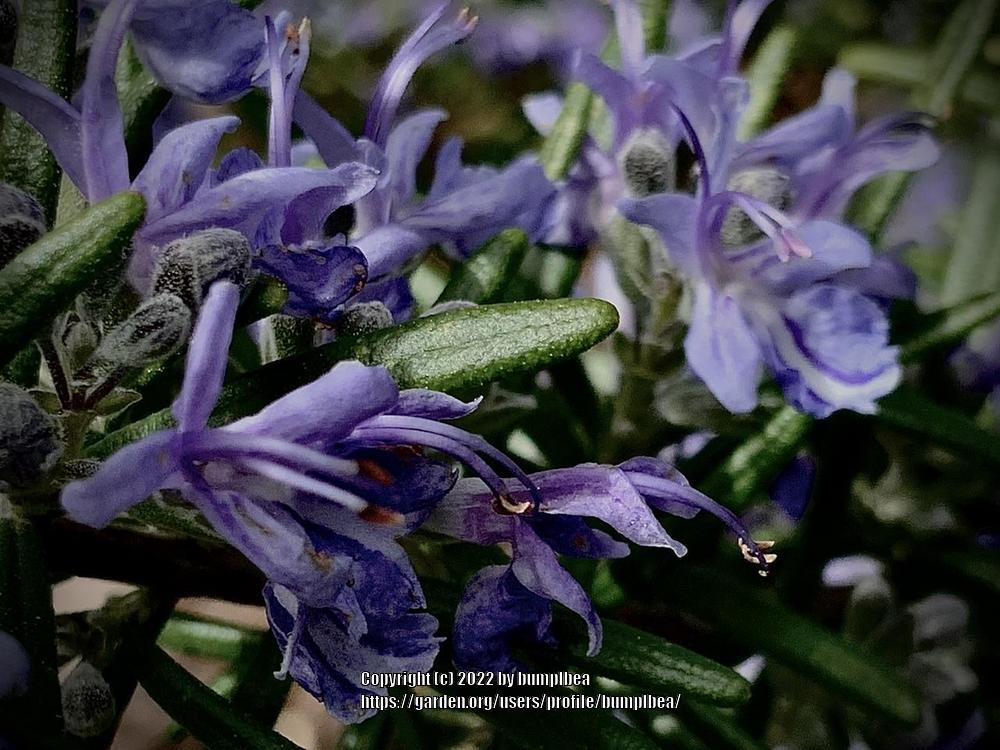 Photo of Rosemary (Salvia rosmarinus) uploaded by bumplbea