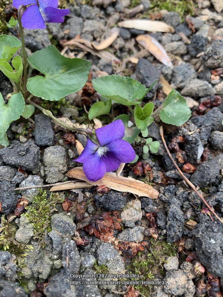 Photo of Sweet Violet (Viola odorata) uploaded by JebobaTea