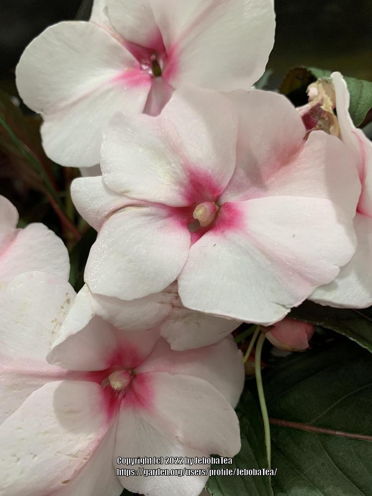 Photo of Busy Lizzy (Impatiens walleriana) uploaded by JebobaTea