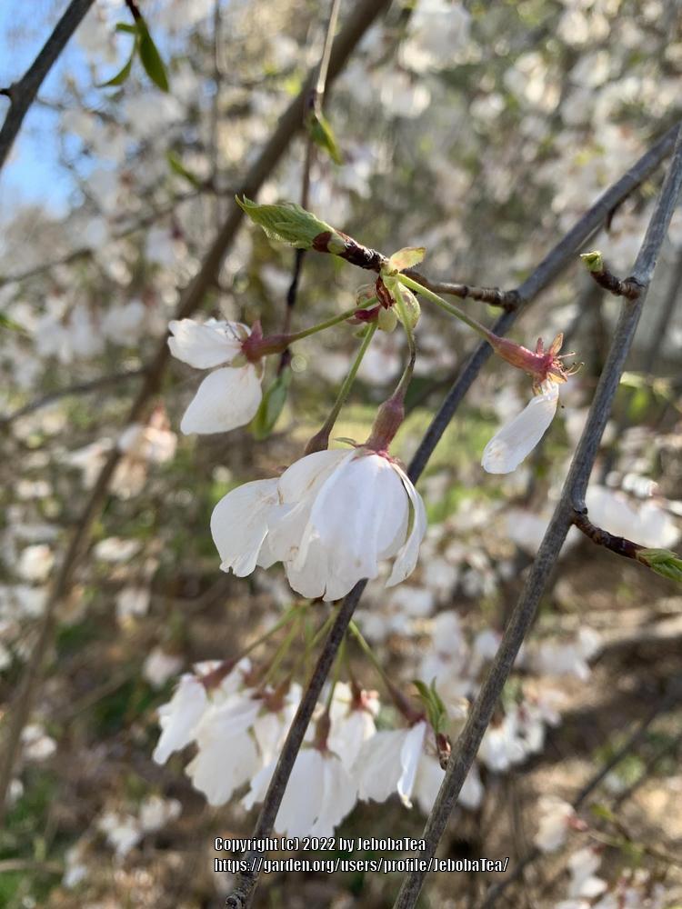 Photo of Prunus uploaded by JebobaTea