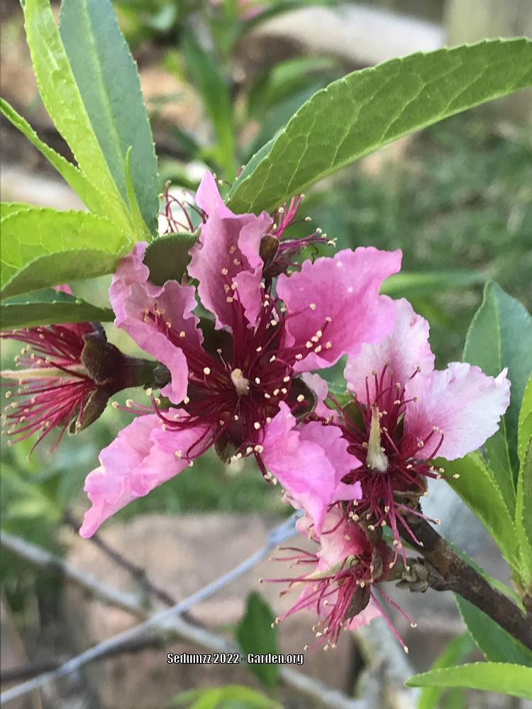 Photo of Peaches (Prunus persica) uploaded by sedumzz