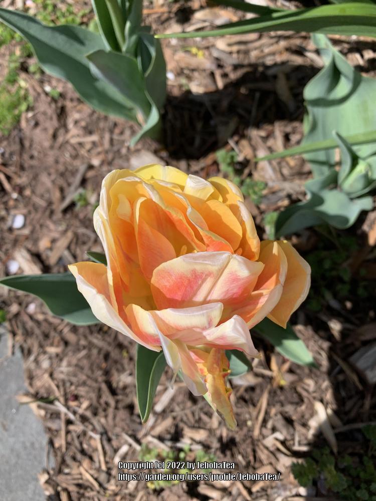 Photo of Tulips (Tulipa) uploaded by JebobaTea