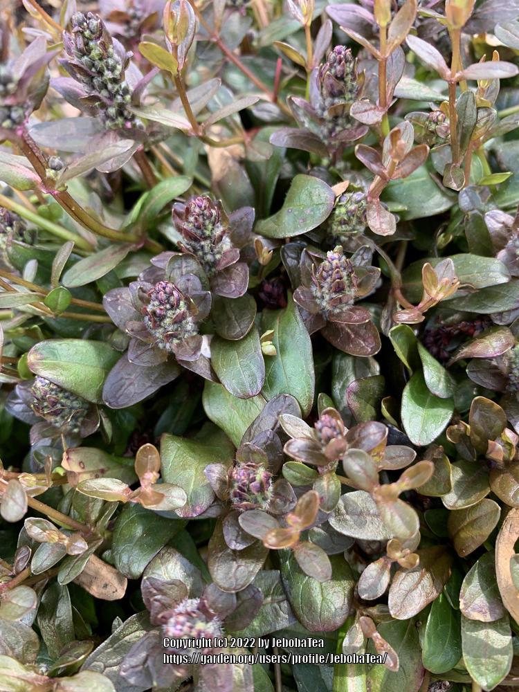 Photo of Bugleweed (Ajuga reptans Chocolate Chip) uploaded by JebobaTea