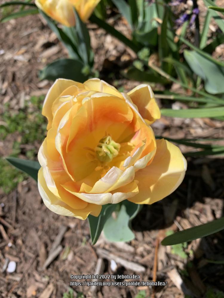 Photo of Tulips (Tulipa) uploaded by JebobaTea