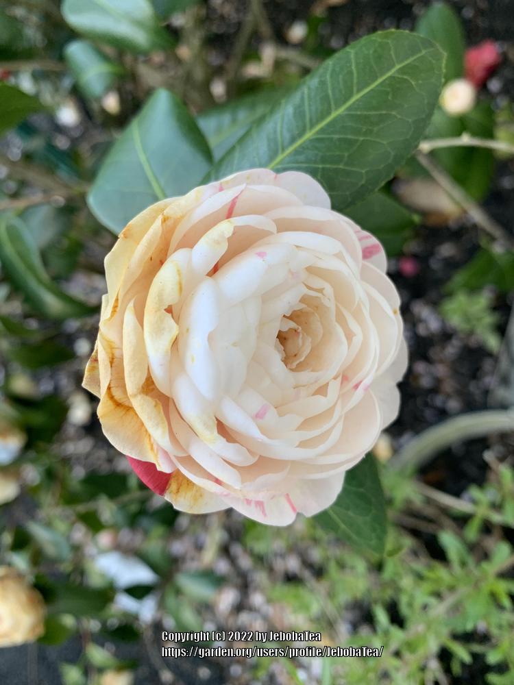 Photo of Camellias (Camellia) uploaded by JebobaTea
