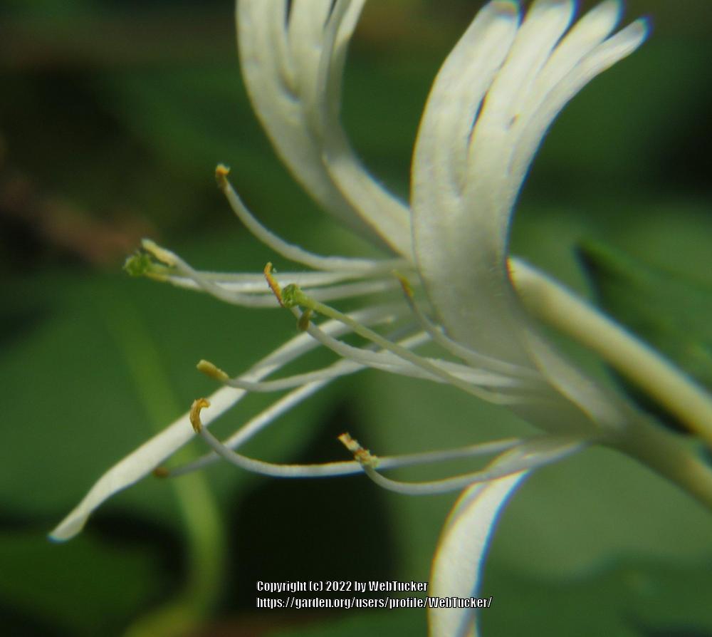 Photo of Japanese Honeysuckle (Lonicera japonica) uploaded by WebTucker