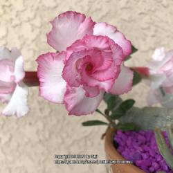 Location: Tampa, Florida
Date: 2022-04-30
My grafted ‘ Pink Pearl’ desert rose!