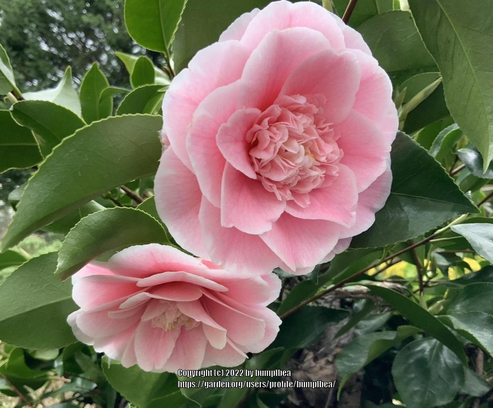 Photo of Japanese Camellia (Camellia japonica) uploaded by bumplbea