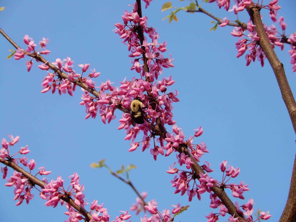 Photo of Eastern Redbud (Cercis canadensis) uploaded by limaiype