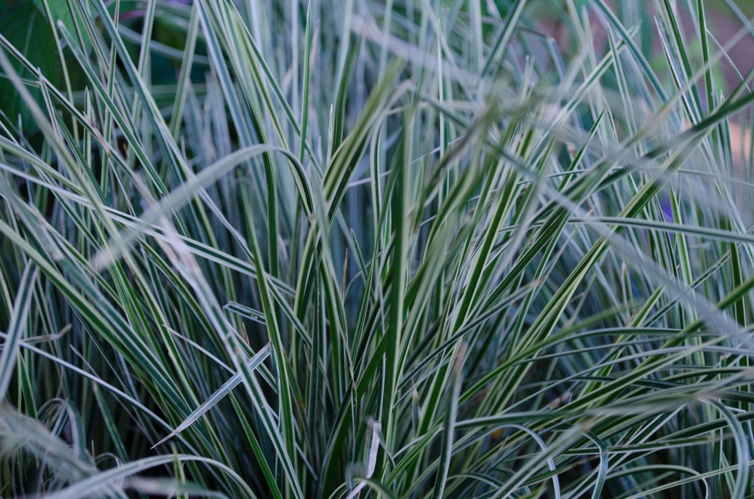 Photo of Tufted Hair Grass (Deschampsia cespitosa 'Northern Lights') uploaded by Joy