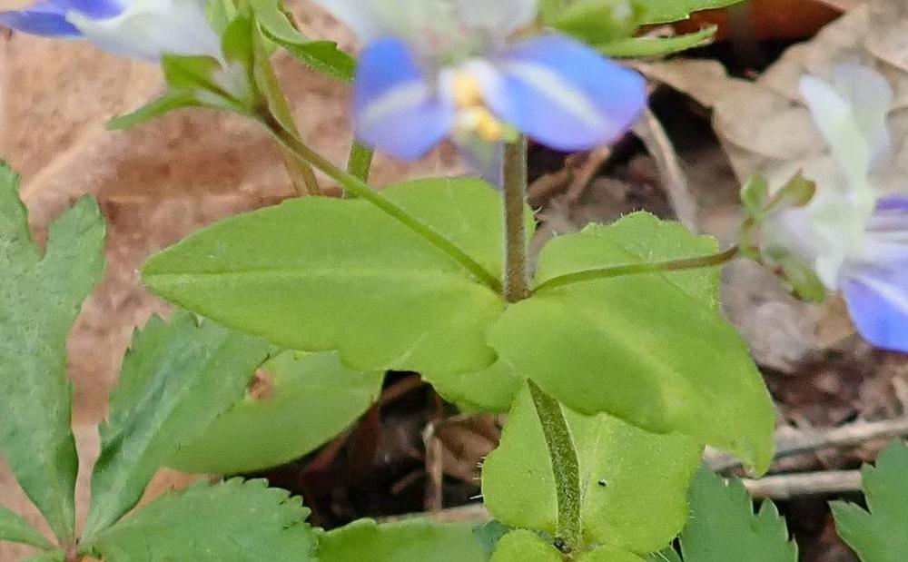 Photo of Blue-Eyed Mary (Collinsia verna) uploaded by gardengus