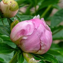 Location: Peony Garden, Nichols Arboretum, Ann Arbor
Date: 2018-06-05
Buds are similar in color to the opened blooms