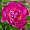 Peony Virginia Mary - some blooms display a collar of stamens sep