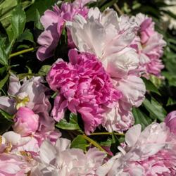 Location: Peony Garden, Nichols Arboretum, Ann Arbor
Date: 2016-06-11
Showing the range of colors to be found in this cultivar.  How ca