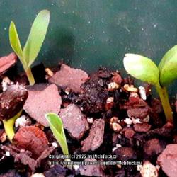 Location: Aberdeen, NC
Date: May 4, 2022
Black oil sunflower seedlings #61 nn & #2fg; LHB p. 998, 194-27-6