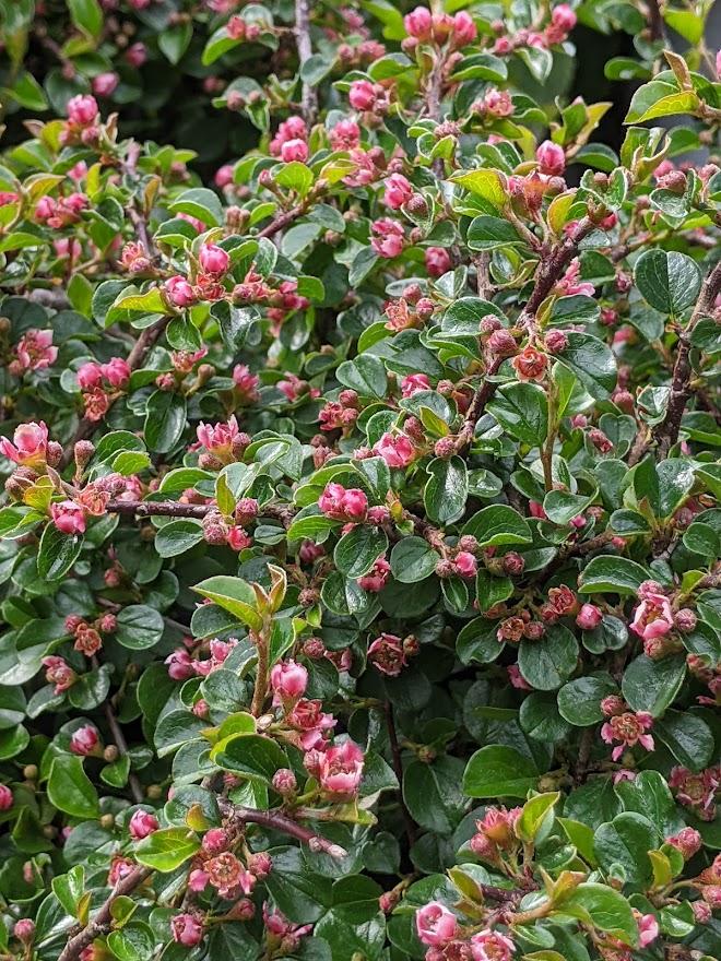 Photo of Cranberry Cotoneaster (Cotoneaster apiculatus) uploaded by Joy