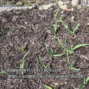 Fall planted garlic