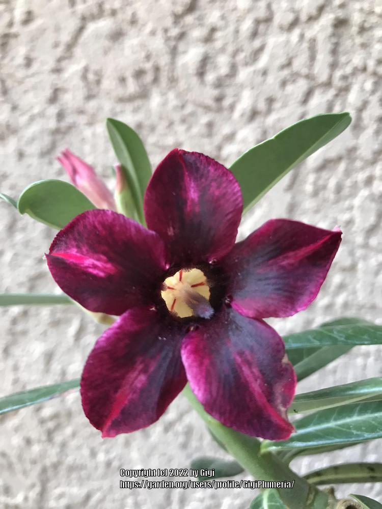 Photo of Desert Rose (Adenium 'Violet Star') uploaded by GigiPlumeria