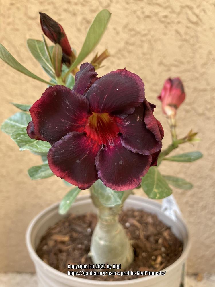 Photo of Desert Rose (Adenium 'Black Belle') uploaded by GigiPlumeria