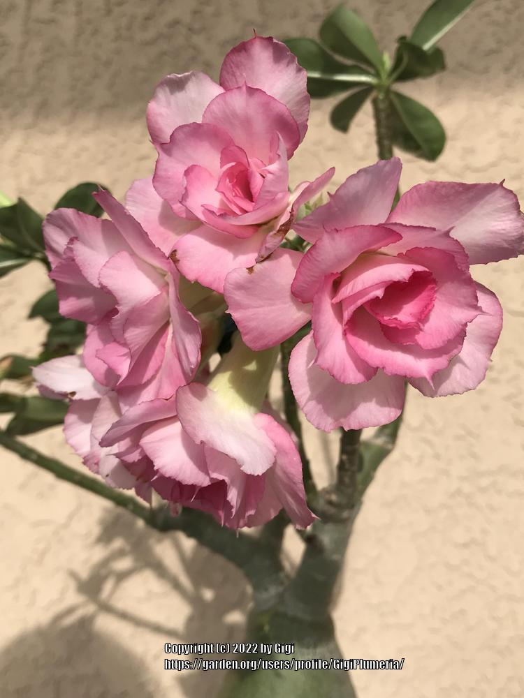 Photo of Desert Rose (Adenium 'Good Luck') uploaded by GigiPlumeria