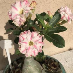 Location: Tampa, Florida
Date: 2022-05-07
My grafted desert rose, Picollo’s 2022 blooms.