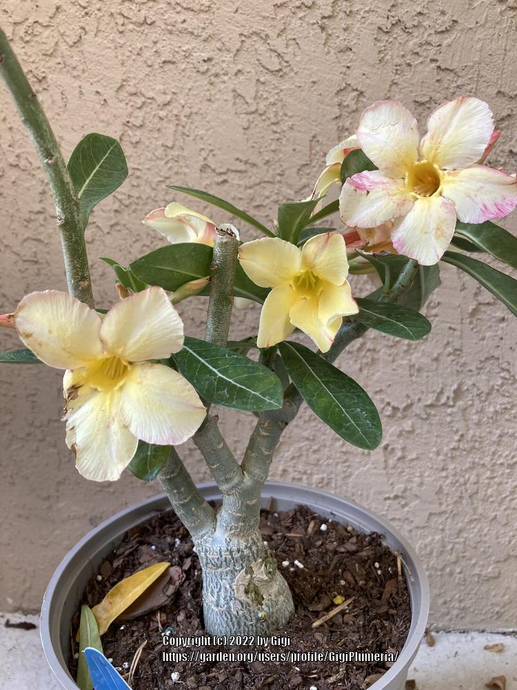 Photo of Desert Rose (Adenium 'Simple Yellow') uploaded by GigiPlumeria