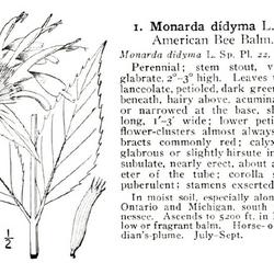 
Date: c. 1913
illustration from Britton and Brown's 'An illustrated Flora of th