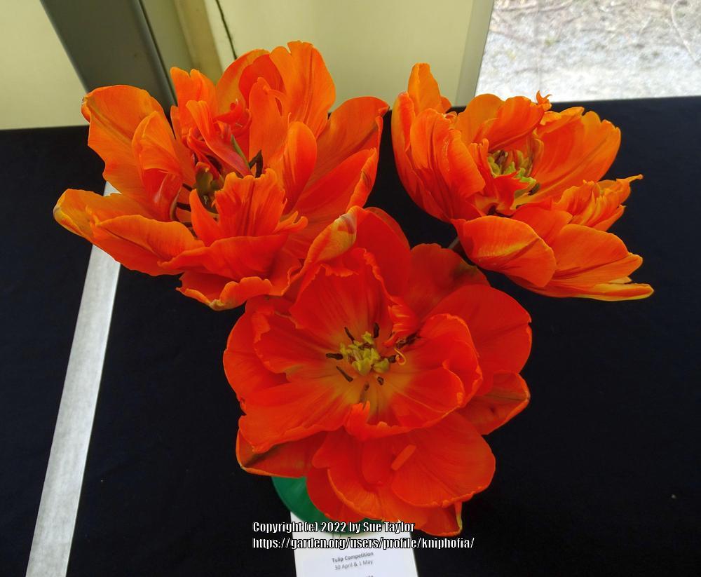 Photo of Peony-flowered Tulip (Tulipa 'Orange Princess') uploaded by kniphofia