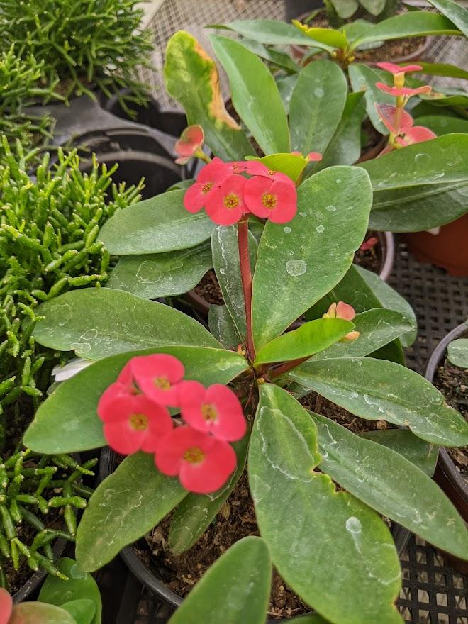 Photo of Crown of Thorns (Euphorbia milii) uploaded by Joy