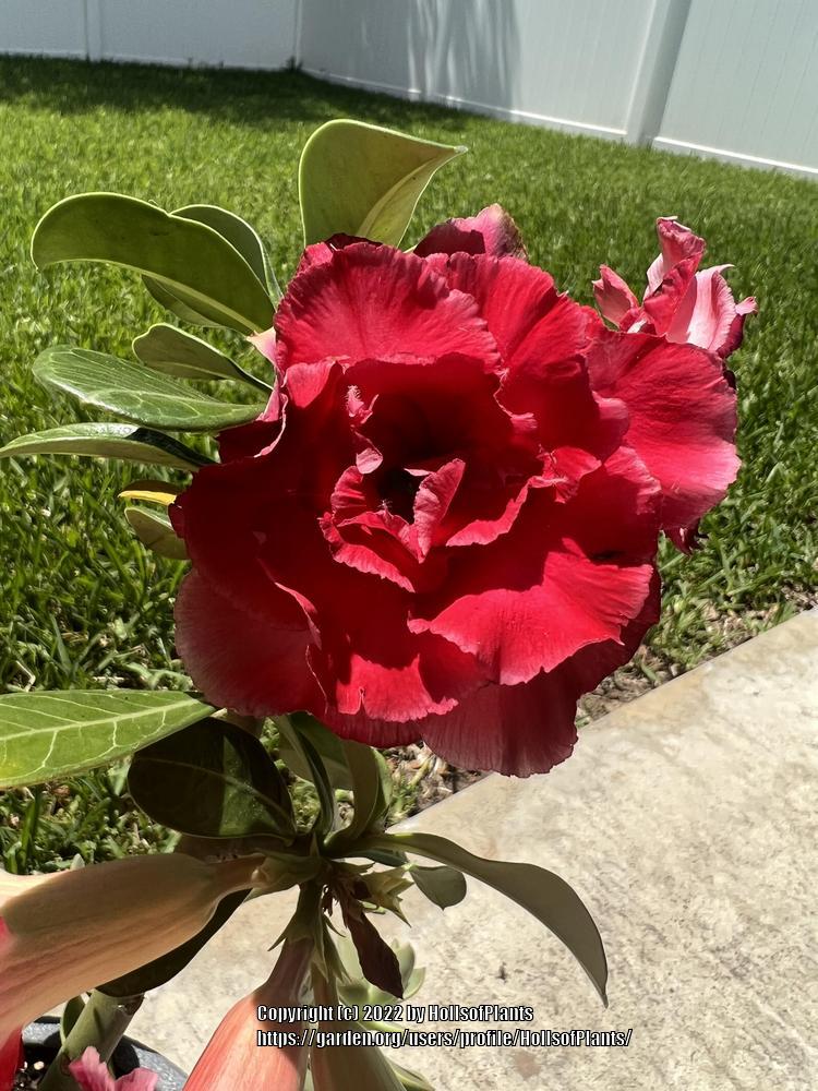 Photo of Desert Rose (Adenium obesum) uploaded by HollsofPlants