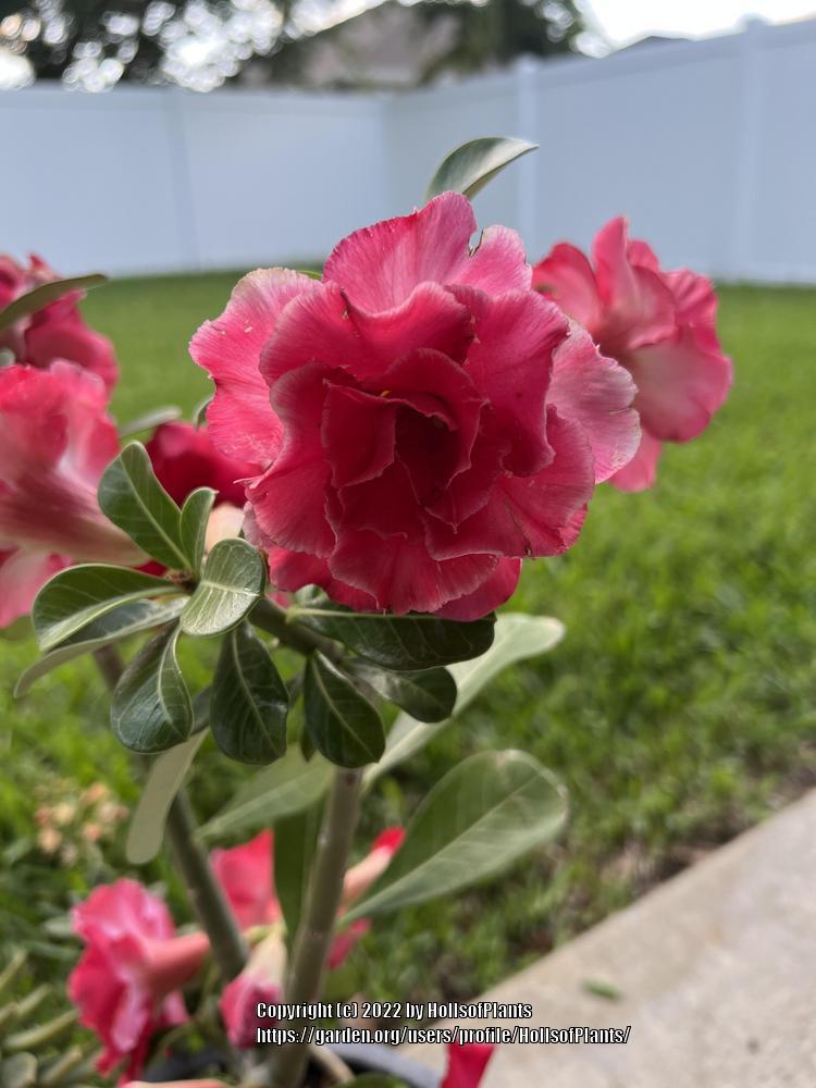 Photo of Desert Rose (Adenium obesum) uploaded by HollsofPlants