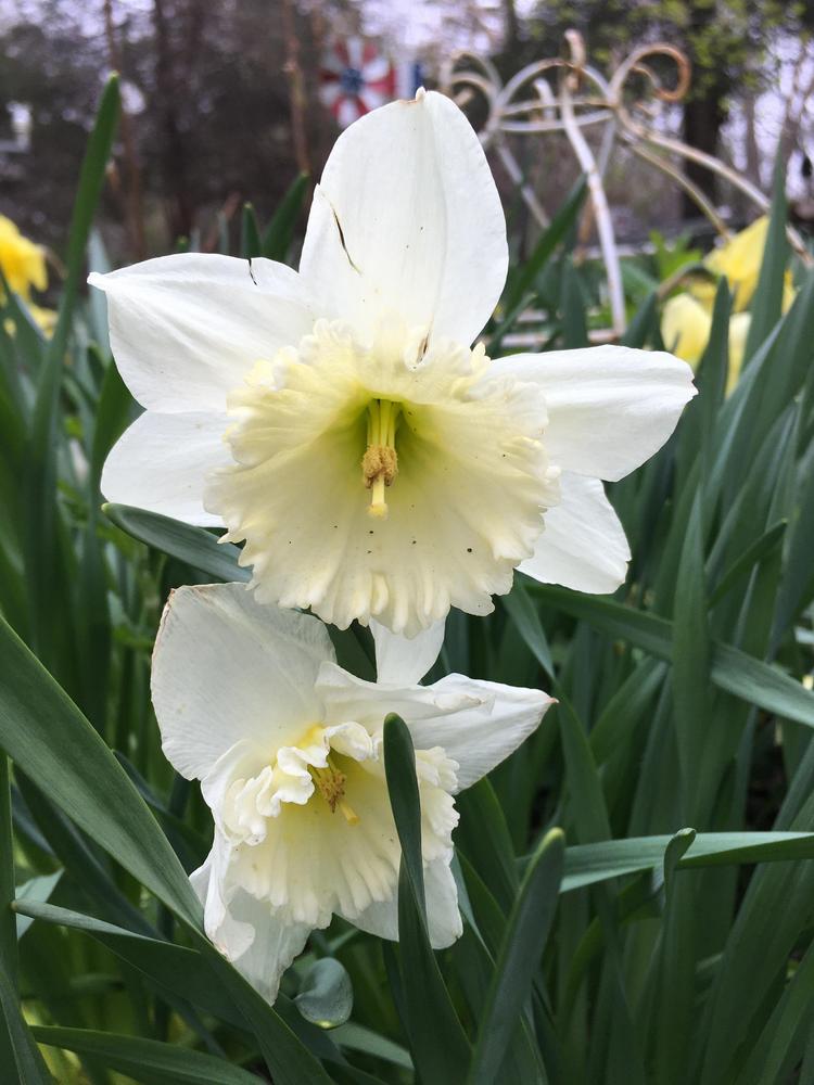 Photo of Daffodils (Narcissus) uploaded by antsinmypants