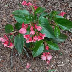 Location: Southern Pines, NC (Boyd House garden)
Date: May 12,  2022
Begonia #40 nn, LHB page 694, 139-1, "Named for Michel Begon 1638