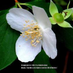 Location: Aberdeen, NC
Date: May 12, 2022
Mock Orange #161; RAB page 521, 94-2-1; AG p.174, 35-12-1; LHB p.