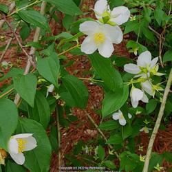 Location: Aberdeen, NC
Date: May 12,  2022
Mock Orange #161; RAB page 521, 94-2-1; AG p.174, 35-12-1; LHB p.