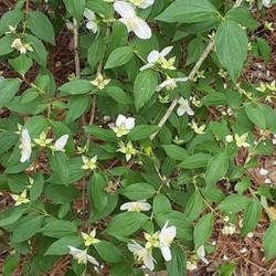 Location: Aberdeen, NC
Date: May 12,  2022
Mock Orange #161; RAB page 521, 94-2-1; AG p.174, 35-12-1; LHB p.