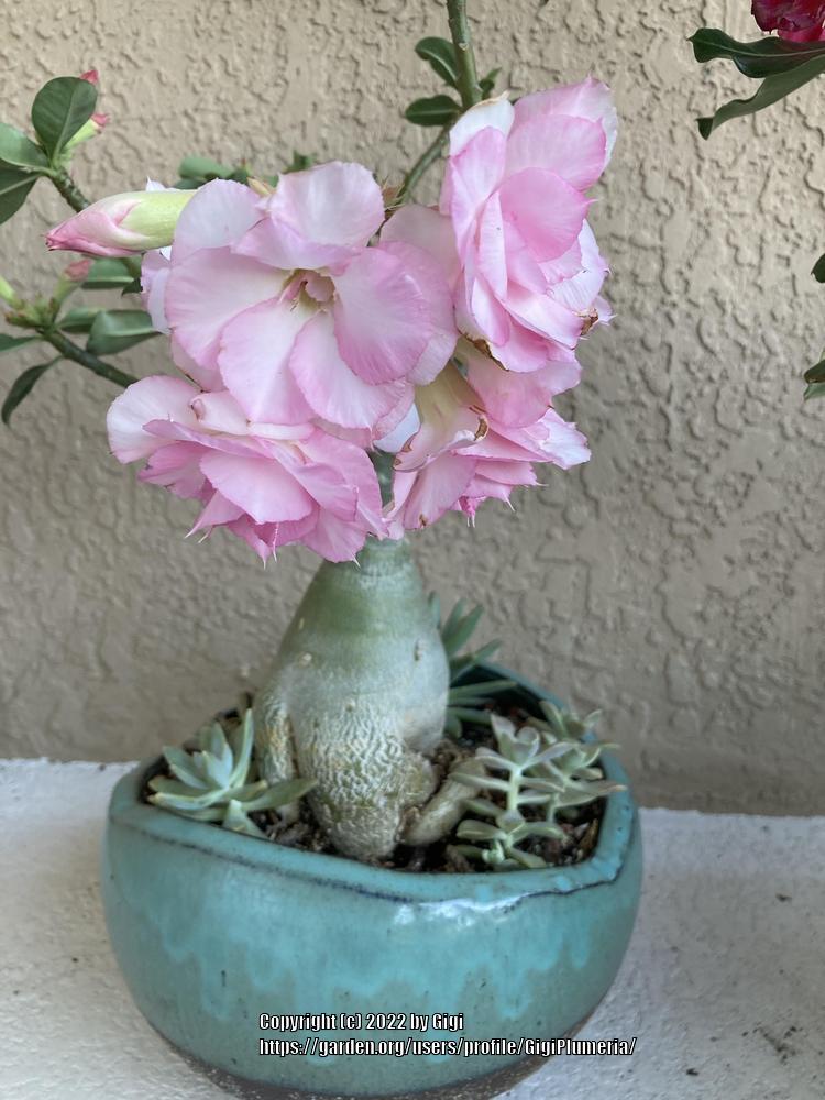 Photo of Desert Rose (Adenium 'Good Luck') uploaded by GigiPlumeria