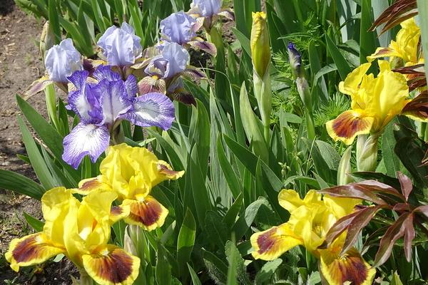 Photo of Irises (Iris) uploaded by Orsola