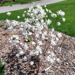 Location: Ann Arbor, Michigan
Date: April 28, 2022
Young, fragrant Star Magnolia after planting in early summer. Hea