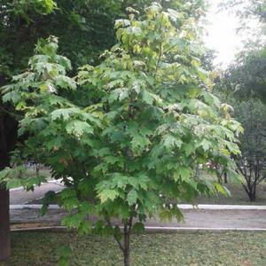 Maple growing on campus
