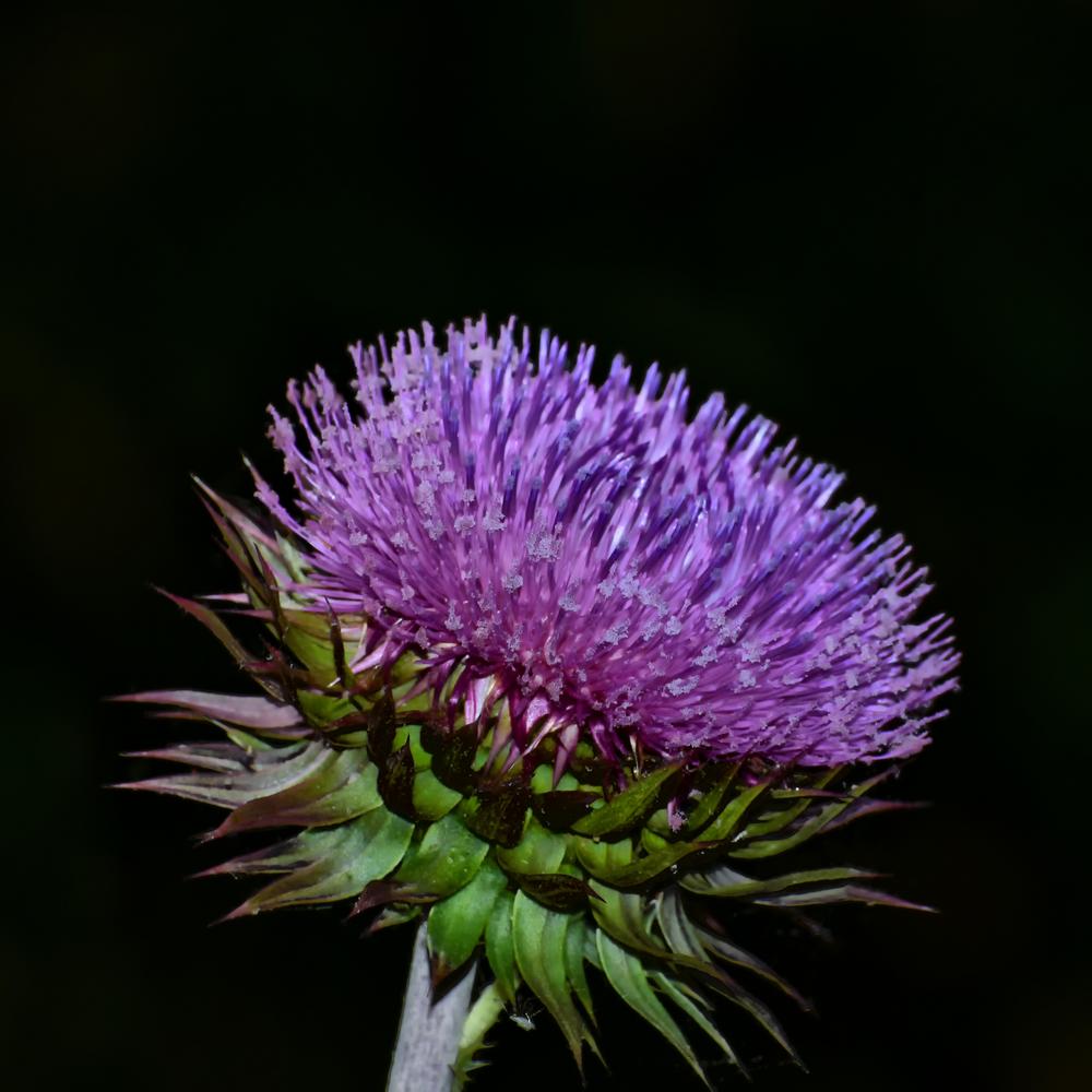 Photo of Field Thistle (Cirsium discolor) uploaded by dawiz1753