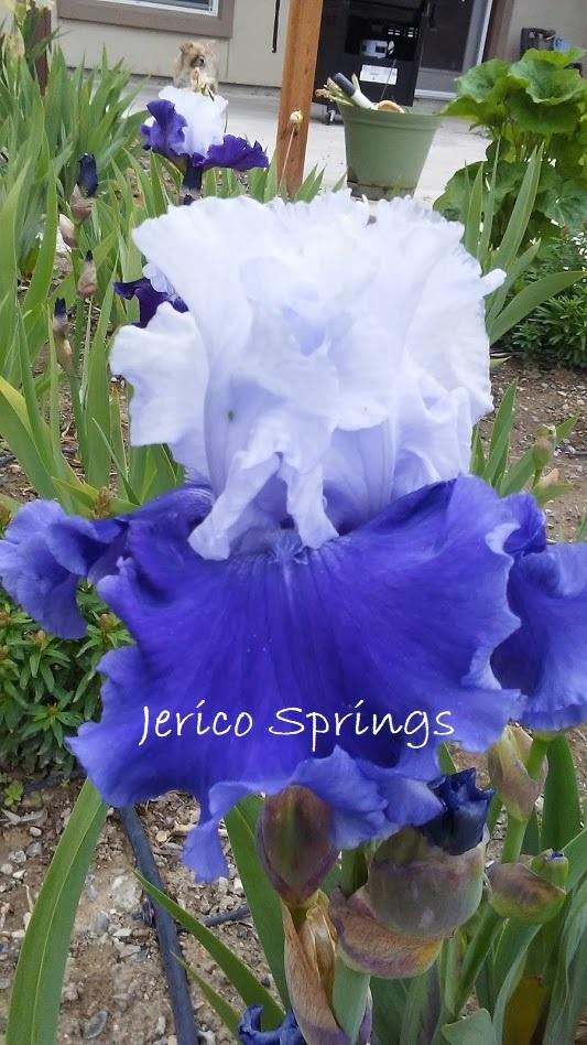 Photo of Tall Bearded Iris (Iris 'Jerico Springs') uploaded by scary1785