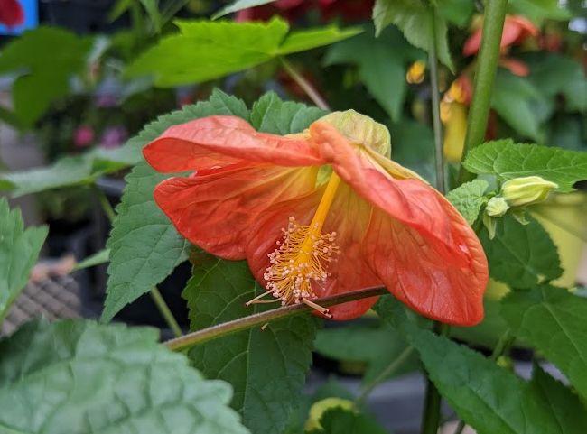 Photo of Flowering Maple (Abutilon Lucky Lantern™ Tangerine) uploaded by Joy